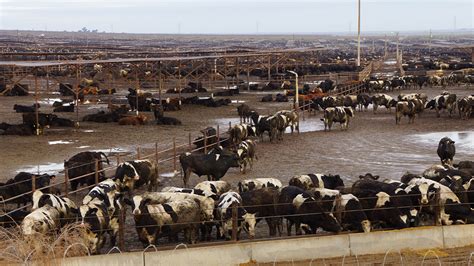 are there any congressman against factory farm pollution